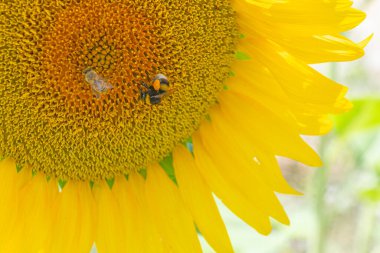 Ayçiçeğindeki yaban arısına yakın çekim.