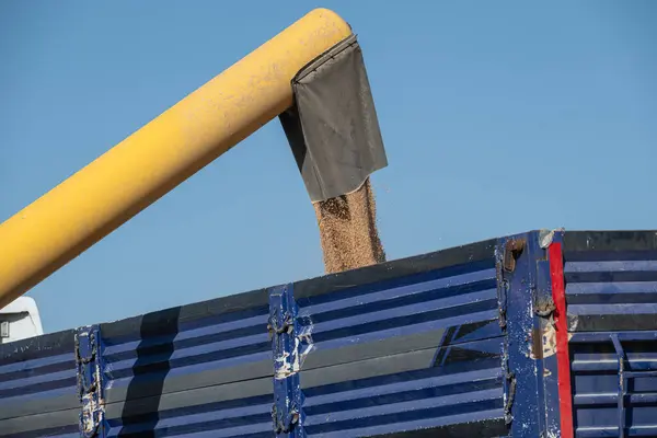 stock image The combine harvester unloads the harvested wheat into a lorry trailer via a discharge auger.