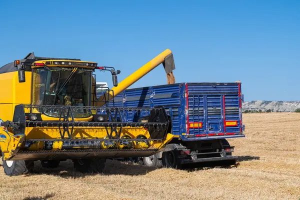 stock image The combine harvester unloads the harvested wheat into a lorry trailer via a discharge auger.