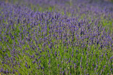 Eflatun bahçesinde mor lavanta çiçekleri.