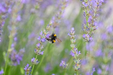 Yaban arısı lavanta çiçeğinden nektar topluyor. Lavanta bahçesi, kopyalama alanı. Bulanık arkaplan.