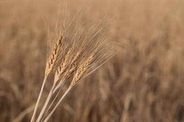 Doğadaki bir tarlada sarı buğday kulakları
