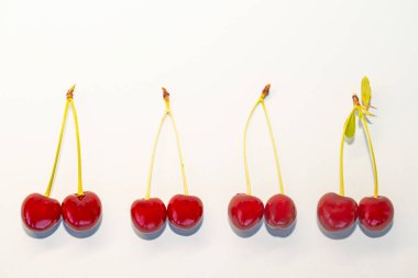 Beyaz bir arka planda taze toplanmış kirazlar. Boşluğu kopyala..