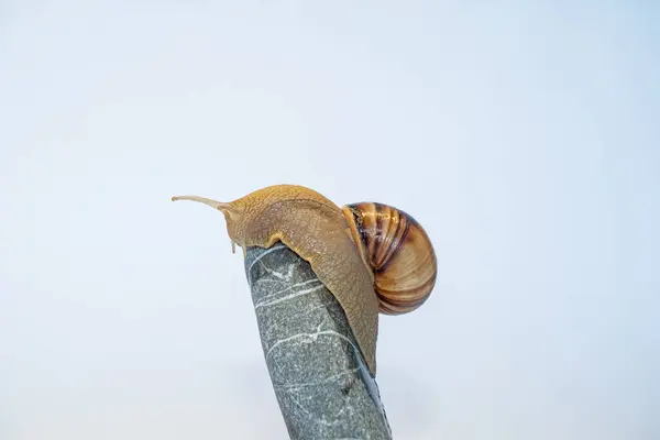 stock image A snail on a pebble on a white background. Speed concept.