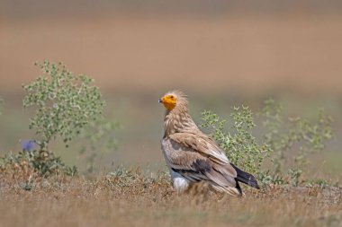 Egyptian Vulture, Neophron percnopterus, blurred background. clipart