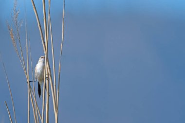 Bir kamış çubuğunda dişi sakallı Reedling (Panurus biarmicus).