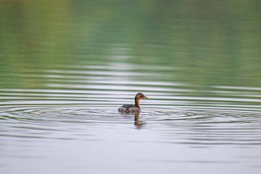 Küçük Grebe gölde yüzüyor. (Taşibaptus ruficollis)