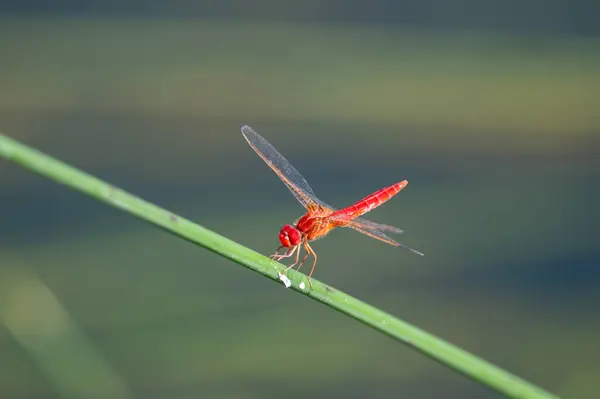 stock image Red coloured dragonfly on a green branch.