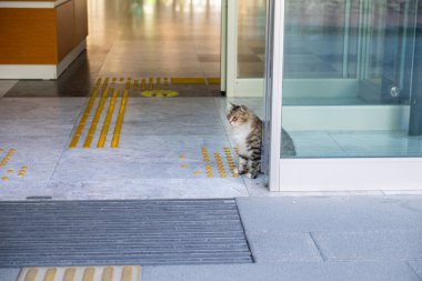 Bir kedi işyerinin kapısından mahalleyi gözetliyor..