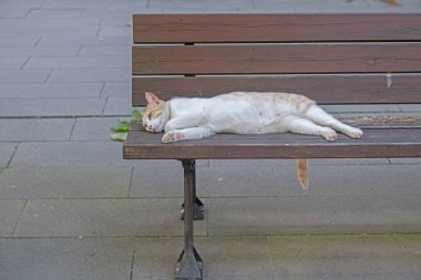 Halka açık bir parkta bankta uyuyan tembel kedi..