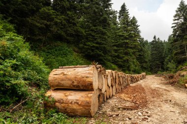 Ormanda toprak yolun yanına istiflenmiş kütükler kereste endüstrisi için kereste kesiliyor.