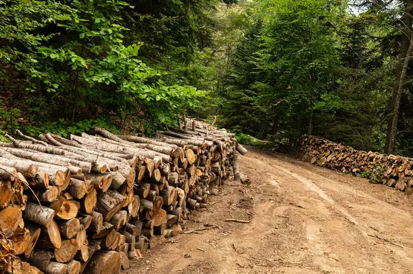 stock image Logs stacked next to dirt road in woods, logging for timber industry