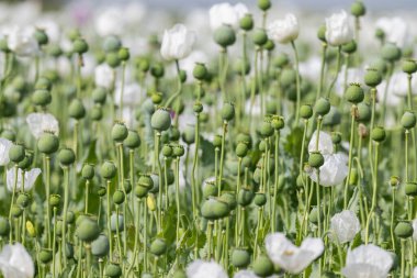Burdur 'daki beyaz gelincik tarlası. Beyaz çiçek tarlası.
