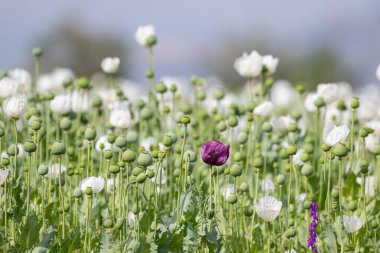 Mor gelincik çiçeği beyaz gelincik çiçeği arasında.