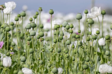 Burdur 'daki beyaz gelincik tarlası. Beyaz çiçek tarlası.