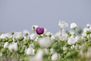 Mor gelincik çiçeği beyaz gelincik çiçeği arasında.
