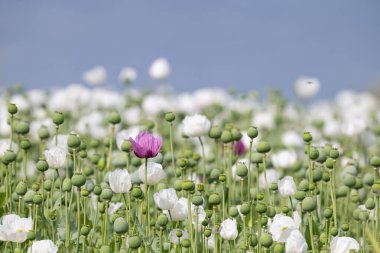 Mor gelincik çiçeği beyaz gelincik çiçeği arasında.