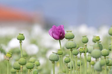Mor gelincik çiçeği beyaz gelincik çiçeği arasında.