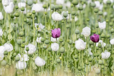 Mor gelincik çiçeği beyaz gelincik çiçeği arasında.