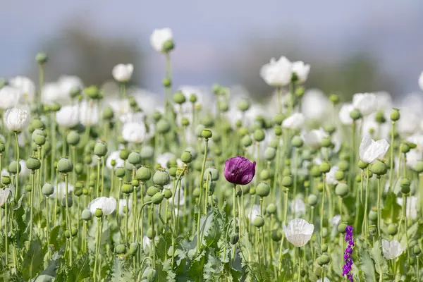 Mor gelincik çiçeği beyaz gelincik çiçeği arasında.