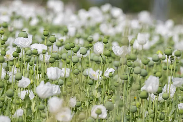 Burdur 'daki beyaz gelincik tarlası. Beyaz çiçek tarlası.