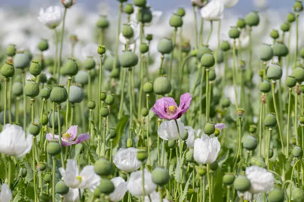 stock image purple poppy flower between white poppy flower.