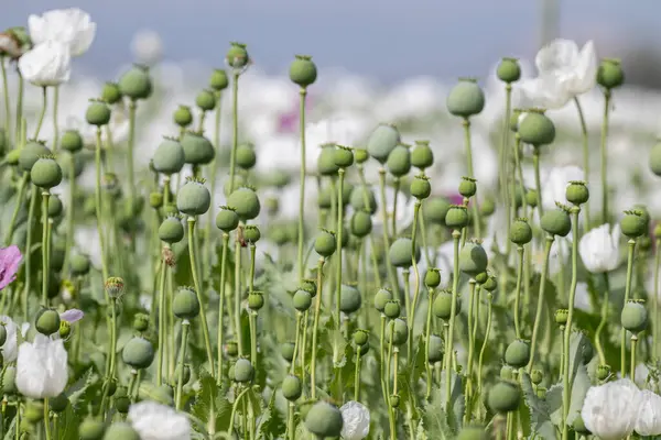 Burdur 'daki beyaz gelincik tarlası. Beyaz çiçek tarlası.
