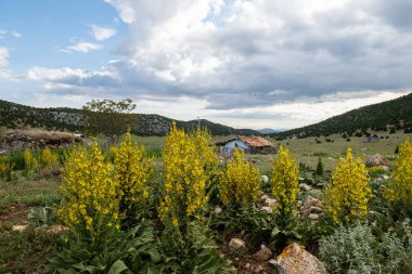 Mullein Verbascum doğal büyüme ortamında. Platoda, küçük çobanın evleri ve bulutlu gökyüzü.
