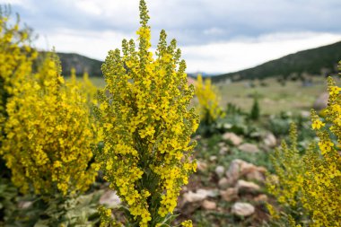 Mullein Verbascum doğal büyüme ortamında.