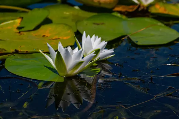 stock image Close-up of a delicate white lotus flower (Nymphaeaceae) in full bloom on the water surface in a lake.