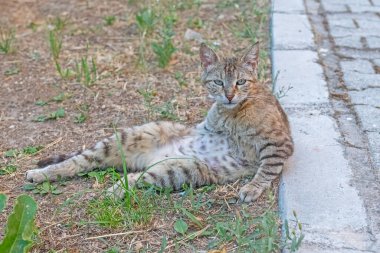 Anne kedi bahçede dinleniyor..