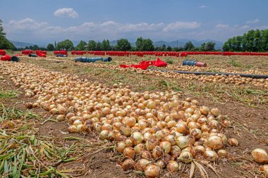 Tarlada toplanan soğanlar kırmızı ağ torbalarında paketlenir..