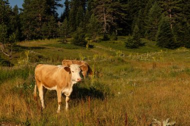 Ormanda otlayan ineklerle birlikte dağ manzarası.
