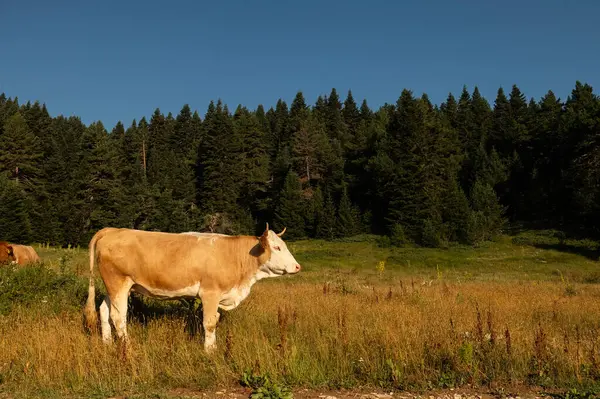 stock image View of the mountain landscape with cows grazing in the forest.