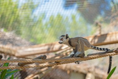 Güzel bebek lemur ip üzerinde oynuyor. Lemur catta