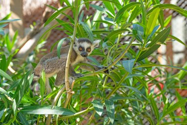 Ağaca tırmanan şirin bebek lemur. Lemur catta