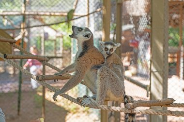 Annesinin sırtında sevimli bebek lemur. Lemur catta