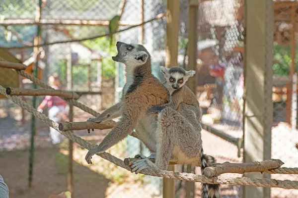 stock image Cute baby lemur on its mother's back. Lemur catta