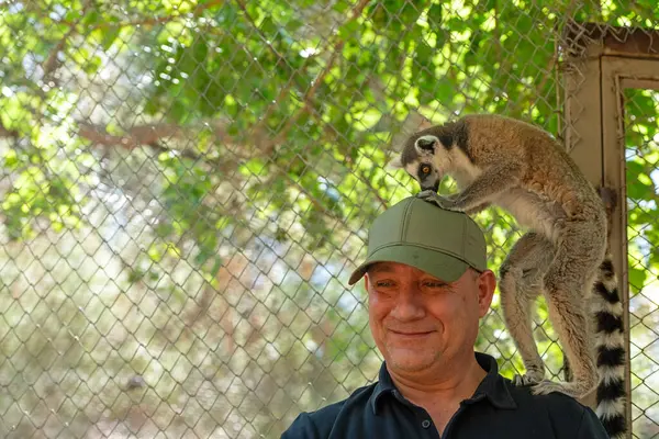 stock image Cute and curious lemur on top of the man . Lemur catta