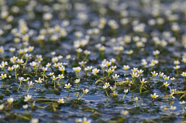 Su Crowfoot (Batrachium circinatum) bitkisi güneşli bir günde çiçek açıyor. Su altı bitkisinin küçük beyaz narin çiçekleri.