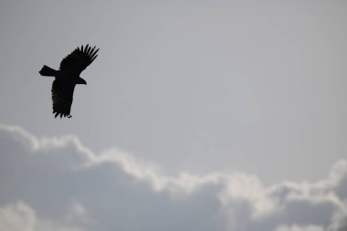 Gökyüzünde uçan bir kuşun silueti. Kuzey Kuzgun, Corvus Corax