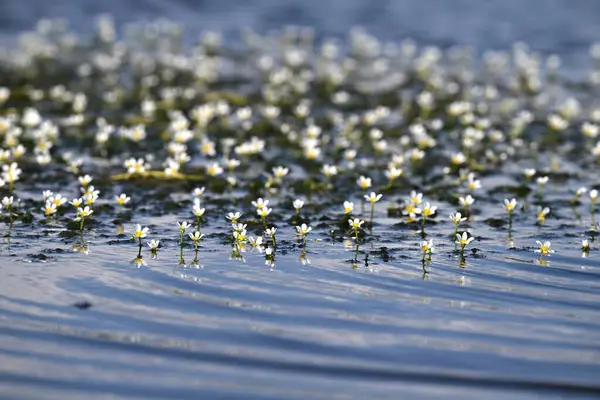 Su Crowfoot (Batrachium circinatum) bitkisi güneşli bir günde çiçek açıyor. Su altı bitkisinin küçük beyaz narin çiçekleri.