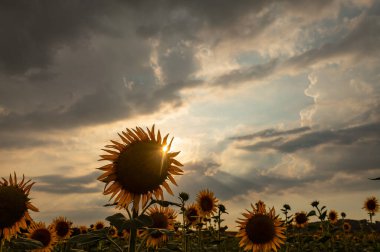 Gün batımında ayçiçeği tarlası manzarası.