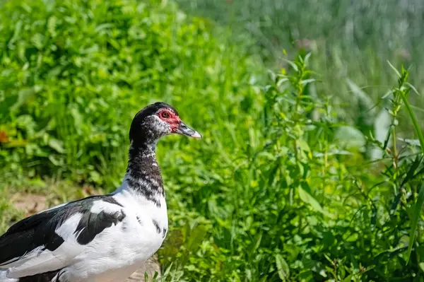 stock image Muscovy duck sunbathing in the natural environment by the lake.