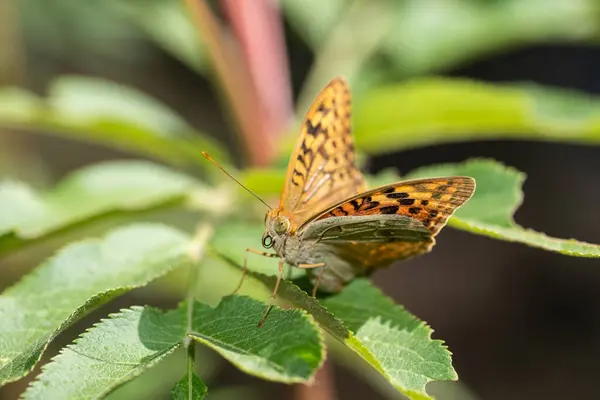 stock image A beautiful butterfly on a green leaf. Mediterranean Fritillary, Argynnis pandora