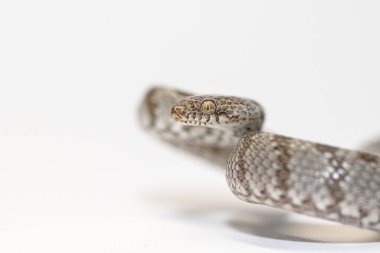 Avrupa Kedi Yılanı ya da Soosan Yılanı, Teleskopus Fallax, beyaz arka plan, seçici odaklanma, yakın plan.