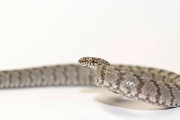 stock image A European Cat Snake or Soosan Snake, Telescopus fallax, white background, selective focus, close-up.