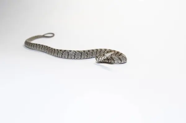 stock image A European Cat Snake or Soosan Snake, Telescopus fallax, white background, selective focus, close-up.