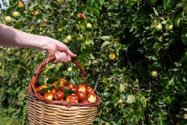 Bir kadın bir sepetle meyve topluyor. Lezzetli, olgun meyve sepeti.