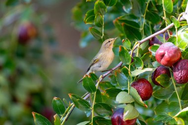 Jujube ağacında olgun meyveler ve dalda küçük bir kuş. Willow Warbler, Phylloscopus trochilus